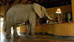 Elephant at lodge reception - Zambia